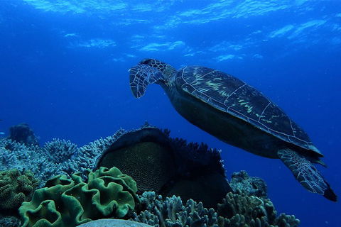 3 Day Whitsundays Sailing And Diving Adventure: Kiana - Accommodation Gold Coast 2