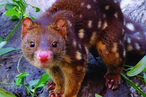 Hartley's Crocodile Adventures General Entry Ticket - Accommodation Gold Coast 4