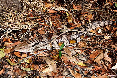 Hartley's Crocodile Adventures General Entry Ticket - Accommodation Gold Coast 5