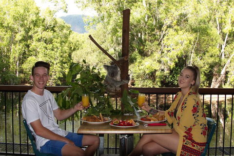 Hartley's Crocodile Adventures Breakfast With The Koalas - Accommodation Gold Coast 5