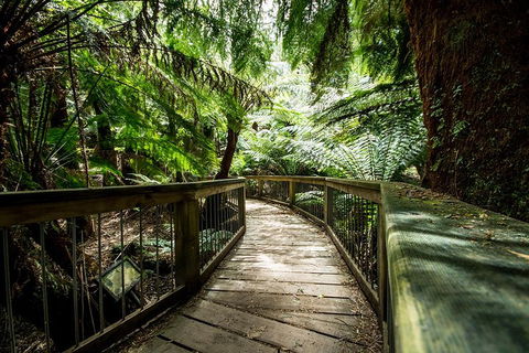 Small-Group Great Ocean Road Experience And Surf Coast Tour - Accommodation Gold Coast 1