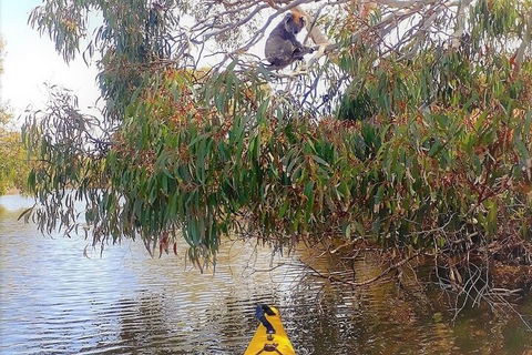 Kangaroo Island Self-Guided Kayaking On The Harriet River - Accommodation Gold Coast 4