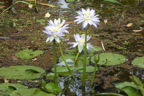 Yellow Water Cruise - Kakadu - Accommodation Gold Coast 0