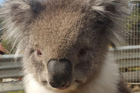 Full-Day Great Ocean Road Tour From Melbourne - Accommodation Gold Coast 3