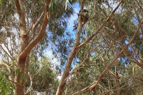Kangaroo Island 4WD Tour - Best Of KI In 2 Days - Accommodation Gold Coast 0