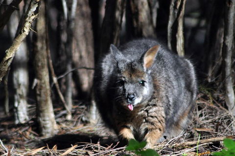 Small-Group Kangaroo Island 4WD Night Tour - Accommodation Gold Coast 1