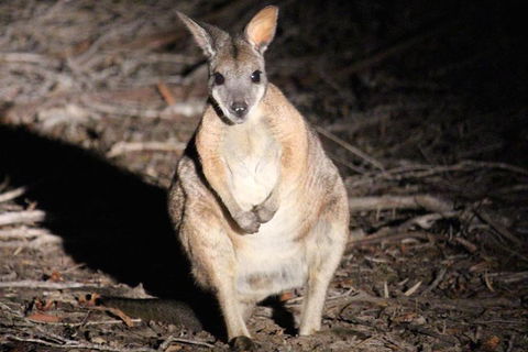 Small-Group Kangaroo Island 4WD Night Tour - Accommodation Gold Coast 3