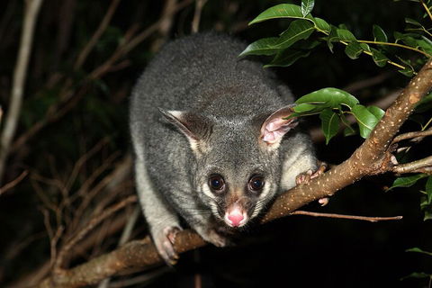 Small-Group Kangaroo Island 4WD Night Tour - Accommodation Gold Coast 5