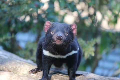 1-Hour Tasmanian Devil Feeding Day Tour At Cradle Mountain - Accommodation Gold Coast 1