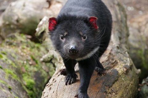 1-Hour Tasmanian Devil Feeding Day Tour At Cradle Mountain - Accommodation Gold Coast 4