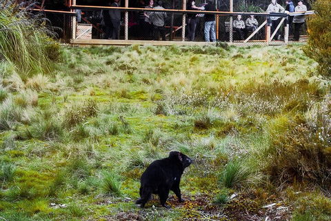 1-Hour Tasmanian Devil Feeding Day Tour At Cradle Mountain - Accommodation Gold Coast 5