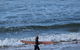 Private Day Tour Of Phillip Island Wildlife And Brighton Beach - thumb 0
