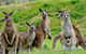 Private Day Tour Of Phillip Island Wildlife And Brighton Beach - thumb 2