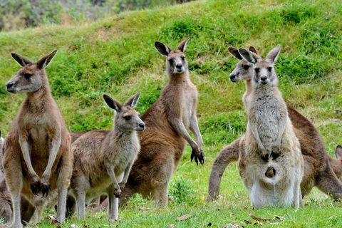 Private Day Tour Of Phillip Island Wildlife And Brighton Beach - Accommodation Gold Coast 2
