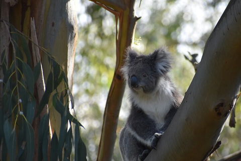 Private Day Tour Of Phillip Island Wildlife And Brighton Beach - Accommodation Gold Coast 3