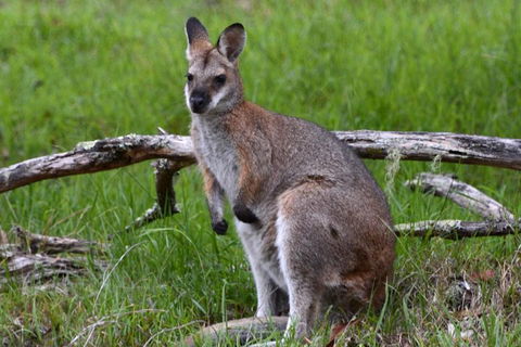 Ultimate Blue Mountains And Wildlife Tour - Accommodation Gold Coast 0