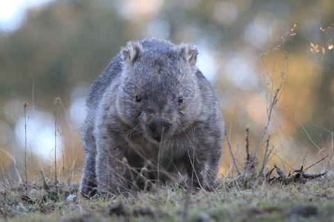 Ultimate Blue Mountains And Wildlife Tour - Accommodation Gold Coast 3