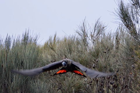 Ultimate Blue Mountains And Wildlife Tour - Accommodation Gold Coast 5