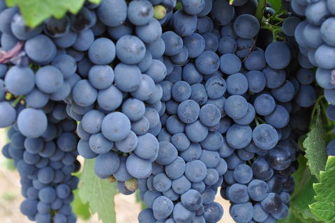 Barossa Valley Cellar Doors Luxury Wine Tour - Accommodation Gold Coast 4