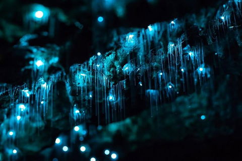 Hinterland Magic & Glow-worm Experience - Accommodation Gold Coast 1