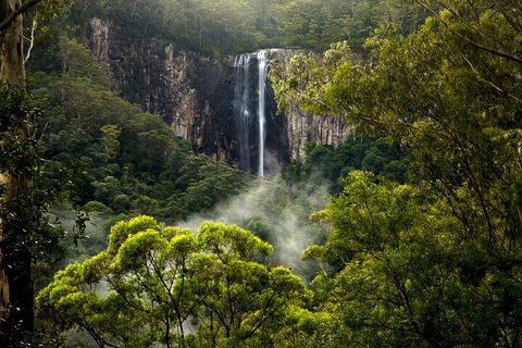 Hinterland Magic & Glow-worm Experience - Accommodation Gold Coast 4