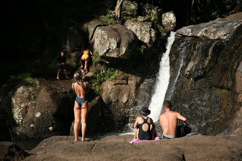Hinterland Magic & Glow-worm Experience - Accommodation Gold Coast 5