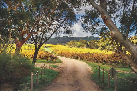 McLaren Vale Winery Small Group Tour With Wine Tasting And Lunch - Accommodation Gold Coast 1