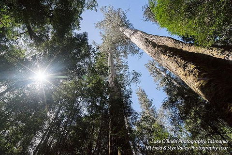 Mt Field And Styx Valley Photography Tour - Accommodation Gold Coast 1