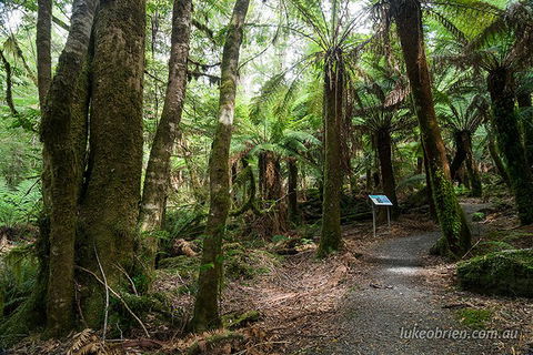 Mt Field And Styx Valley Photography Tour - Accommodation Gold Coast 2