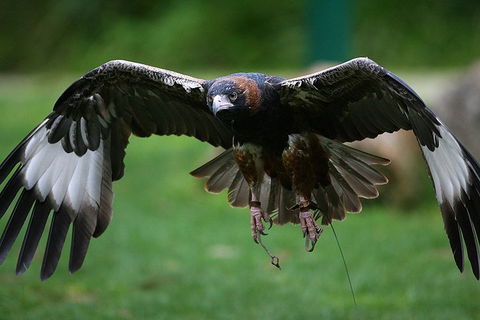 Yarra Valley Wildlife & Wine Day Tour From Melbourne With Healesville Sanctuary - Accommodation Gold Coast 1