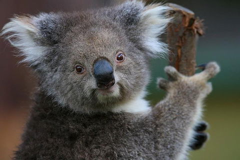 Yarra Valley Wildlife & Wine Day Tour From Melbourne With Healesville Sanctuary - Accommodation Gold Coast 2