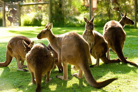 Yarra Valley Wildlife & Wine Day Tour From Melbourne With Healesville Sanctuary - Accommodation Gold Coast 4