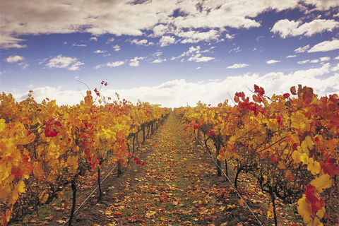 Yarra Valley Wildlife & Wine Day Tour From Melbourne With Healesville Sanctuary - Accommodation Gold Coast 5