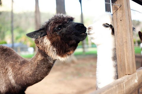 O'Reilly's & Lamington National Park Incl. Alpaca Farm + Vineyard - Accommodation Gold Coast 4