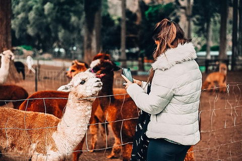 O'Reilly's & Lamington National Park Incl. Alpaca Farm + Vineyard - Accommodation Gold Coast 5