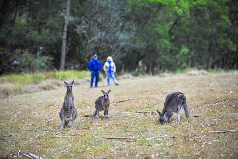 Blue Mountains Private Tour From Sydney - Accommodation Gold Coast 2