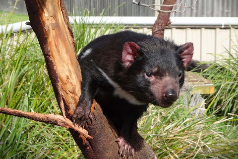 Tasmania 6 Day 'Tour In Circle' - Accommodation Gold Coast 1