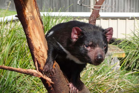 Tasmania 4 Day East Coast + Launceston - Accommodation Gold Coast 2