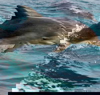 1.5HR Mudjimba Island Wildlife Safari - Accommodation Gold Coast