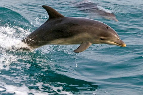 1.5HR Mudjimba Island Wildlife Safari - Accommodation Gold Coast 0