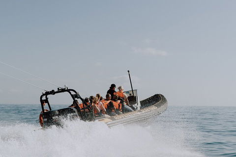 Adventure Whale Watching Tour Mooloolaba - Accommodation Gold Coast 0