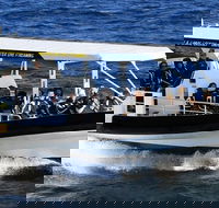 Mooloolaba Whale Watching Tour - Accommodation Gold Coast