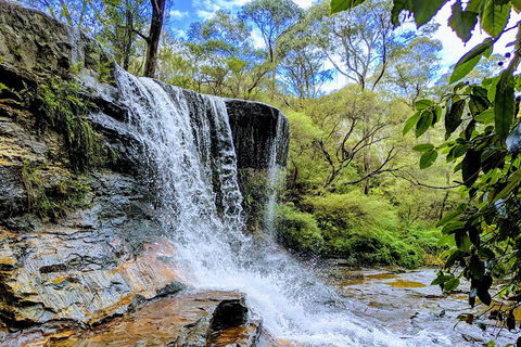 Blue Mountains Private Tour - Wild Kangaroos, Waterfalls And The Three Sisters - Accommodation Gold Coast 5