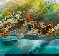 Croc Express to Australia Zoo from Brisbane - 1 Gold Coast