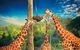Croc Express To Australia Zoo From Brisbane - thumb 3