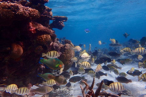 Lagoon Explorer - Ningaloo Reef Full-Day Kayaking And Snorkeling Adventure - Accommodation Gold Coast 2