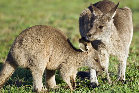LGBT+ Friendly Full Day Phillip Island Private Tour - Accommodation Gold Coast 3