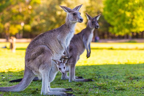 LGBT+ Friendly Full Day Phillip Island Private Tour - Accommodation Gold Coast 4