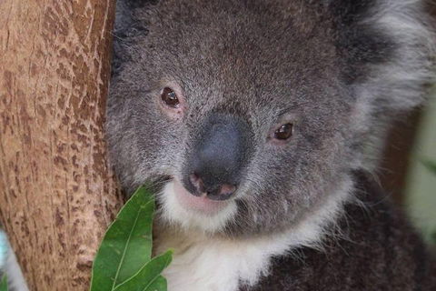 All Inclusive Blue Mountains Small-Group Day Trip From Sydney - Accommodation Gold Coast 1