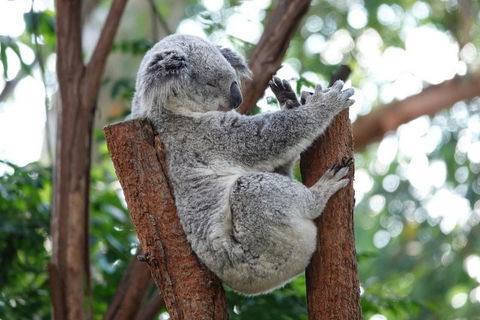 Small-Group Blue Mountains Tour With A Local Guide - Accommodation Gold Coast 2